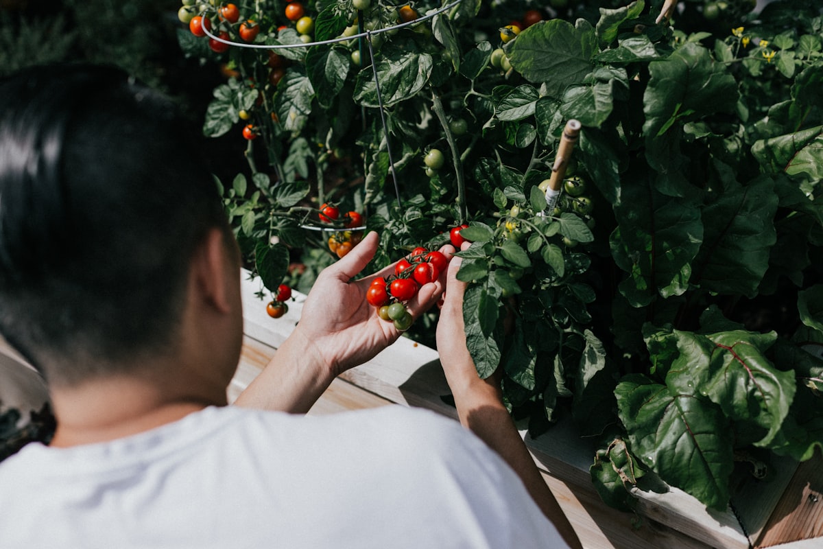 Nutrient-rich foods supporting immune system function
